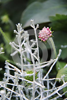 Beautiful flowers flora hoyo canosa