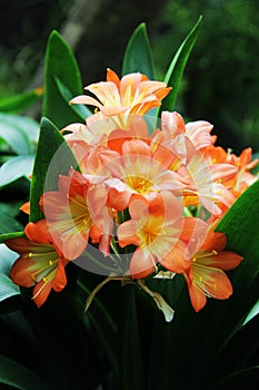 Beautiful flowers flora orange lily