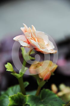 Beautiful flowers flora orange roses