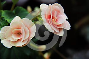 Beautiful flowers flora pink rose