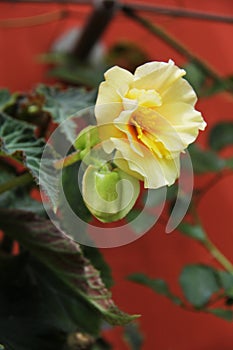 Beautiful flowers flora yellow roses