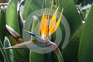 Beautiful flowers in the flowerbed