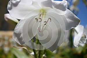 Beautiful flowers in the flowerbed