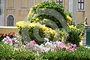 Beautiful flowers in the flowerbed photo