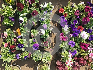 A beautiful flowers in flowerpot looking pretty