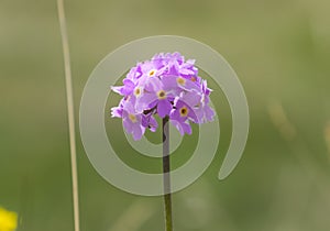 Beautiful flowers forget-me-nots