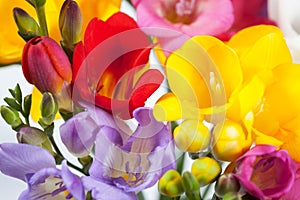 Beautiful flowers of freesia