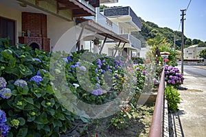 Beautiful flowers in front of the houses