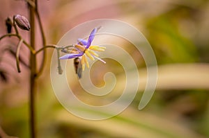 Beautiful flowers in garden