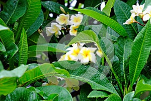 Beautiful flowers in the garden Blooming in the summer.