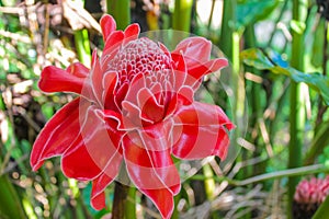 Red flower photo