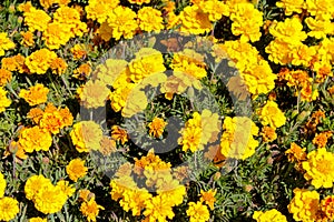 Tagetes patula orange flowers photo