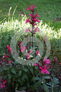 Lobelia speciosa forms strong, unbranched stems that have upright flower candles. Berlin, Germany photo