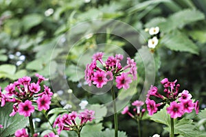 Beautiful flowers in the garden. Pink flowers photo