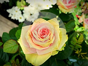 Beautiful flowers in the garden - rose  image.