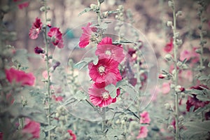 Beautiful flowers in the garden. Vintage style for background