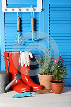 Beautiful flowers and gardening tools on white wooden table near light blue wall