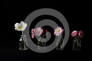 beautiful Flowers in glass vases on black background