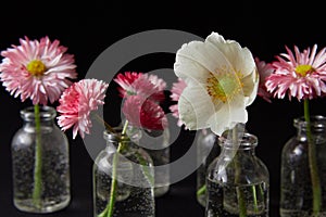 beautiful Flowers in glass vases on black background