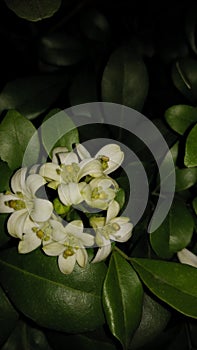 Beautiful flowers with green leaves captured in the dark night time.