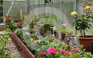 Beautiful flowers in greenhouse.