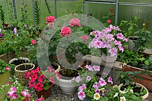 Beautiful flowers in greenhouse. Vintage home garden and planting objects, botanical still life with summer and spring plants,