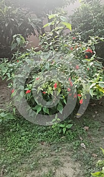 Beautiful flowers growing on the planta