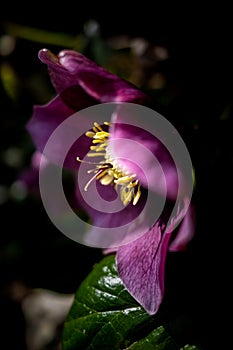 Beautiful flowers Hellebore