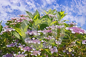 Beautiful flowers of Hydrangea aspera against sky photo