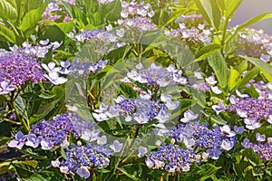 Beautiful flowers of Hydrangea aspera in garden photo