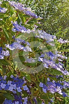 Beautiful flowers of Hydrangea aspera photo