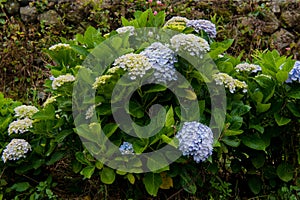 Beautiful Flowers Hydrangea macrophylla or Hortensia flower is blooming