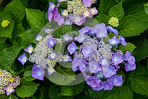 Beautiful Flowers Hydrangea macrophylla or Hortensia flower is blooming