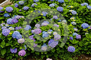 Beautiful Flowers Hydrangea macrophylla or Hortensia flower is blooming