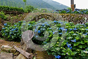 Beautiful Flowers Hydrangea macrophylla or Hortensia flower is blooming