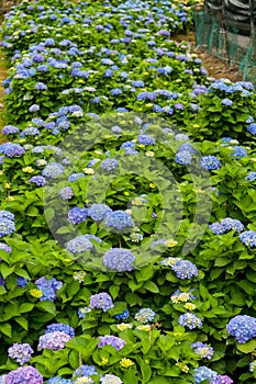 Beautiful Flowers Hydrangea macrophylla or Hortensia flower is blooming