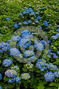 Beautiful Flowers Hydrangea macrophylla or Hortensia flower is blooming