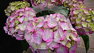 Beautiful flowers of Hydrangea macrophylla Thunb. Ser. Common names include French hydrangea, penny mac and hortensia