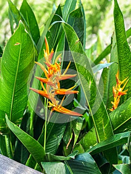 Beautiful Flowers of Indonesia, the peace of mind.