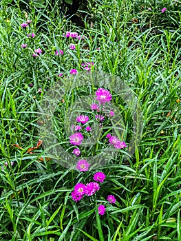 Beautiful Flowers of Indonesia, the peace of mind.