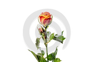 Beautiful flowers isolated on white studio background. Design elements. Blooming, spring, summertime.