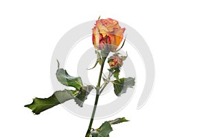 Beautiful flowers isolated on white studio background. Design elements. Blooming, spring, summertime.