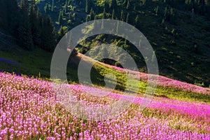 Beautiful flowers Ivan Chai or Kiprey or blooming Sally fireweed in mountains Kazakhstan Almaty in Gorelnik gorge