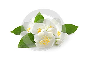 Beautiful flowers of jasmine plant with leaves on white background