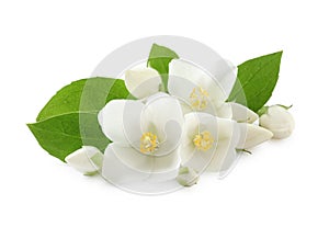 Beautiful flowers of jasmine with leaves on white background