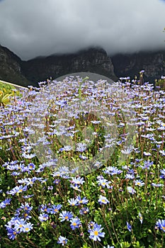 Beautiful Flowers in Kirstenbosch National Botanical Garden