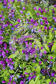 Beautiful flowers of Lathyrus Vernus Spring Vetchling or Spring Pea