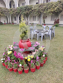 Beautiful flowers in Lawn for relaxing with chairs and green grass around