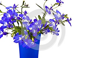 Beautiful flowers Lobelia