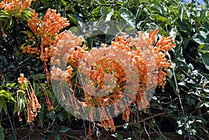 Beautiful Flowers local name sankranticha vel at Mandu